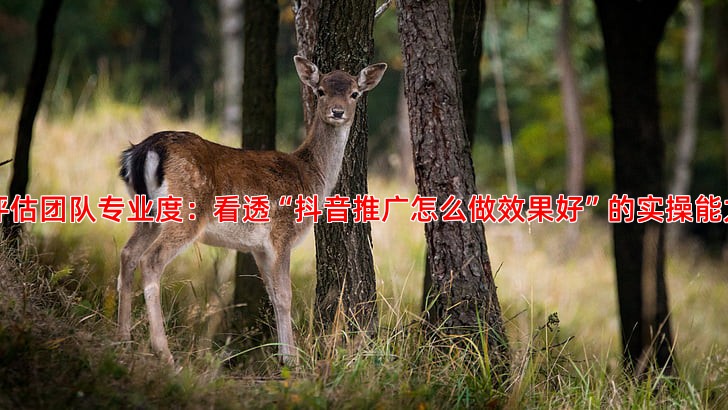 竞价托管服务如何选择专业靠谱的团队