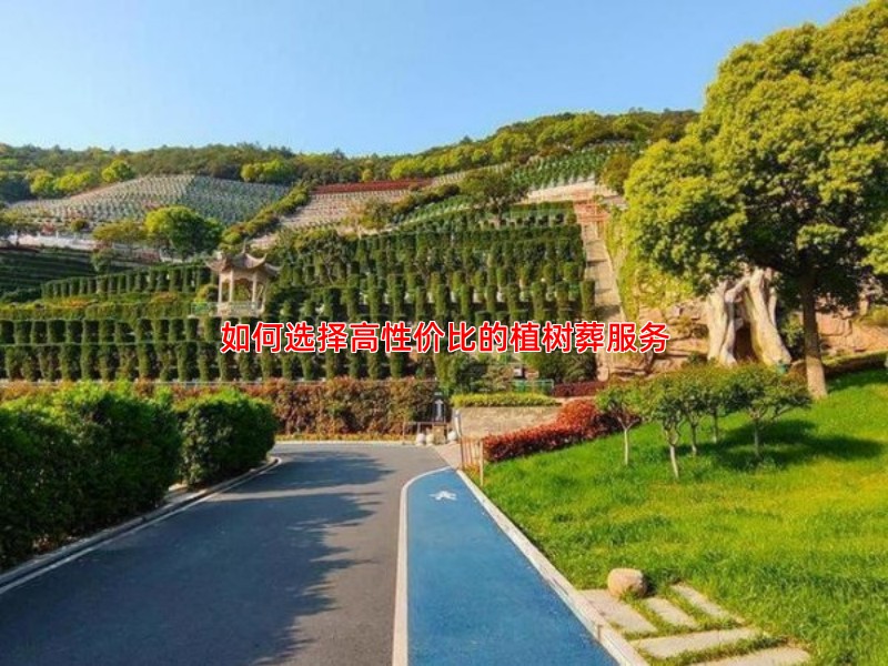 如何选择高性价比的植树葬服务