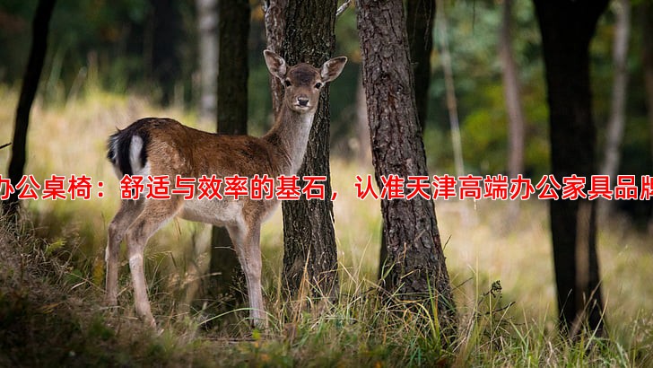 办公桌椅：舒适与效率的基石，认准天津高端办公家具品牌