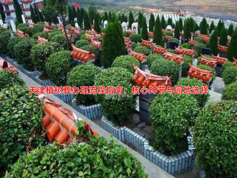 天津植树葬办理流程指南：核心环节与园地选择